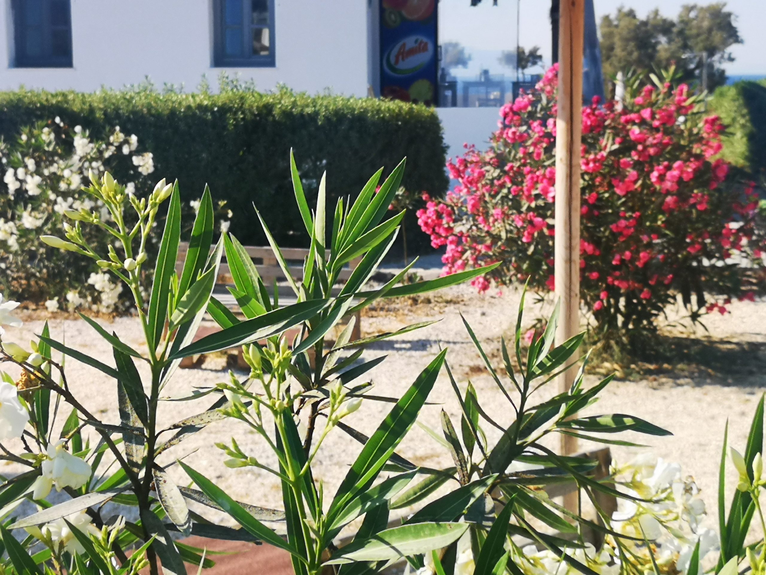 santori_mare_gallery_2900_29